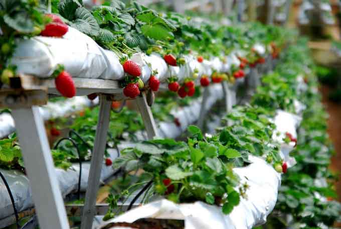 Kebun Strawberry Tawangmangu, Harga Tiket dan Lokasinya – [year]